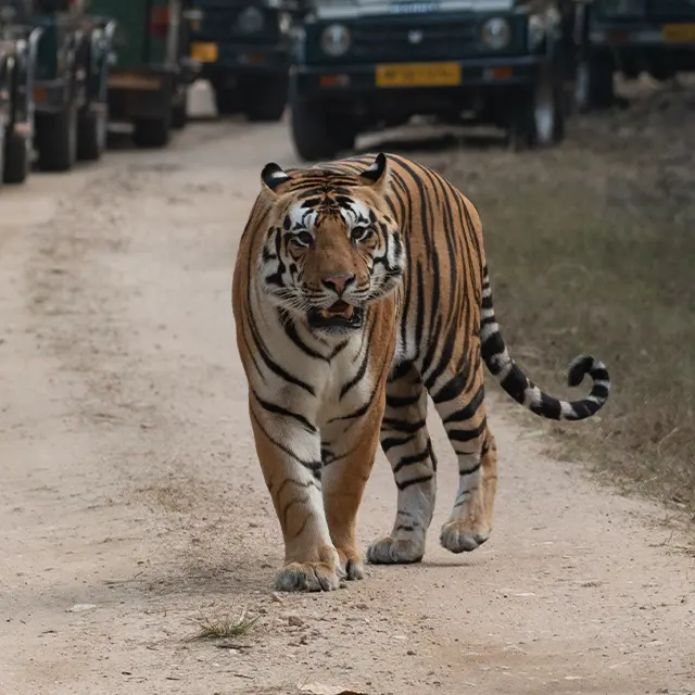 Guest safari photograph from Kanha