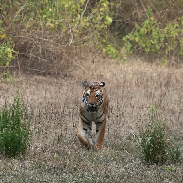 Guest safari photograph from Kanha