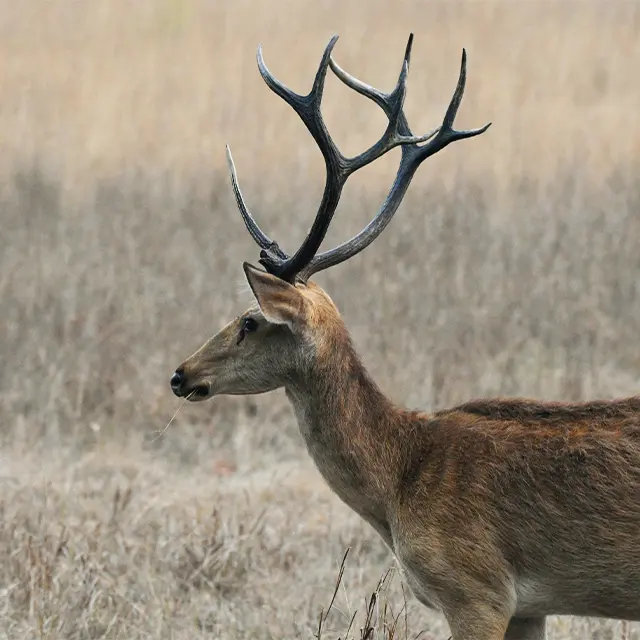 Guest safari photograph from Kanha