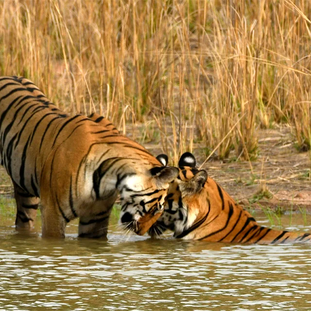 Guest safari photograph from Kanha