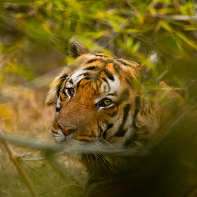 Guest safari photograph from Kanha
