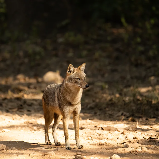 Guest safari photograph from Kanha