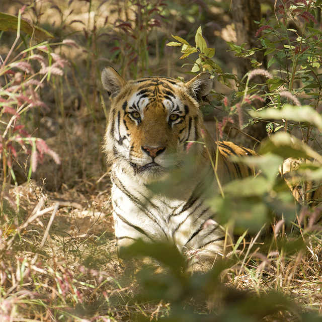 Guest safari photograph from Kanha